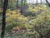 Photo of Genus=Lindera&Species=benzoin&Common=Spicebush&Cultivar=