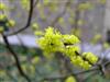 Photo of Genus=Lindera&Species=benzoin&Common=Spicebush&Cultivar=