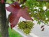 Photo of Genus=Liquidambar&Species=styraciflua&Common= Sweetgum&Cultivar=