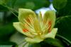 Photo of Genus=Liriodendron&Species=tulipifera&Common=Tulip Poplar or Tuliptree&Cultivar=