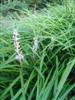 Photo of Genus=Liriope&Species=spicata&Common=Creeping Lily-turf&Cultivar=