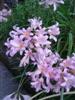 Photo of Genus=Lycoris&Species=squamigera&Common=Resurrection Lily&Cultivar=