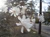 Photo of Genus=Magnolia&Species=stellata&Common=Star Magnolia&Cultivar=