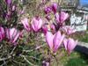 Photo of Genus=Magnolia&Species=x&Common=Ann Magnolia&Cultivar='Ann'