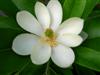 Photo of Genus=Magnolia&Species=virginiana&Common=Sweetbay Magnolia&Cultivar=