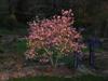 Photo of Genus=Magnolia&Species=x liliiflora&Common=Jane Magnolia&Cultivar='Jane'