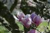 Photo of Genus=Magnolia&Species=x soulangeana&Common=Saucer Magnolia&Cultivar=