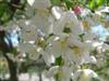 Photo of Genus=Malus&Species=sp.&Common=Donald Wyman Crabapple&Cultivar='Donald Wyman'