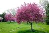 Photo of Genus=Malus&Species=sp.&Common=Prairifire Crabapple&Cultivar='Prairifire'