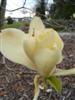 Photo of Genus=Magnolia&Species=x&Common=Ivory Chalice Magnolia&Cultivar='Ivory Chalice'