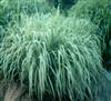 Photo of Genus=Miscanthus&Species=sinensis var. condensatus&Common=Cosmopolitan Silver Grass&Cultivar='Cosmopolitan'