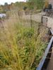 Photo of Genus=Molinia&Species=caerulea subsp. arundinacea&Common=Skyracer Purple Moor Grass&Cultivar='Skyracer'