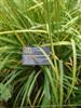 Photo of Genus=Molinia&Species=caerulea subsp. arundinacea&Common=Skyracer Purple Moor Grass&Cultivar='Skyracer'