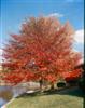 Photo of Genus=Nyssa&Species=sylvatica&Common=Black Gum&Cultivar=