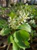 Photo of Genus=Pachysandra&Species=terminalis&Common=Pachysandra, Japanese Spurge&Cultivar=