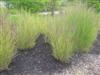 Photo of Genus=Panicum&Species=virgatum&Common=Shenandoah Switch Grass&Cultivar='Shenandoah'