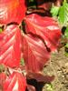 Photo of Genus=Parrotia&Species=persica&Common=Persian Parrotia&Cultivar=