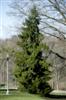 Photo of Genus=Picea&Species=orientalis&Common=Oriental Spruce&Cultivar=