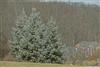 Photo of Genus=Picea&Species=pungens&Common=Colorado Spruce&Cultivar=