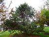 Photo of Genus=Pinus&Species=ayacahuite&Common=Mexican White Pine&Cultivar=