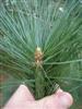 Photo of Genus=Pinus&Species=ayacahuite&Common=Mexican White Pine&Cultivar=