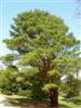 Photo of Genus=Pinus&Species=densiflora&Common=Tanyosho Pine&Cultivar='Umbraculifera'