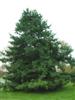 Photo of Genus=Pinus&Species=koraiensis&Common=Korean Pine&Cultivar=