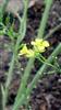 Photo of Genus=brassica&Species=nigra&Common=&Cultivar=