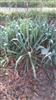 Photo of Genus=Yucca&Species=flaccida&Common=palmlelei&Cultivar=