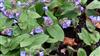 Photo of Genus=Pulmonaria&Species=angustifolia&Common=Blue Lungwort&Cultivar=instead blue