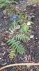 Photo of Genus=Dryopteris&Species=marginalis&Common=Leatherwood Fern&Cultivar=