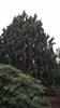 Photo of Genus=Juniperus&Species=recurva&Common=&Cultivar=