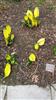 Photo of Genus=Lysichtion&Species=american7s&Common=yellow skunkcabbage&Cultivar=