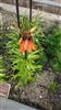 Photo of Genus=Fritillaria&Species=imperalis&Common=&Cultivar=