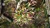 Photo of Genus=sarracenia&Species=purpurea&Common=&Cultivar=