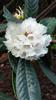 Photo of Genus=Rhododendron&Species=seminoies&Common=&Cultivar=