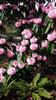 Photo of Genus=Rhododendron&Species=montroseanum&Common=&Cultivar=grandia