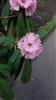 Photo of Genus=Rhododendron&Species=faucium&Common=&Cultivar=