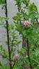 Photo of Genus=Salix&Species=barclayi&Common=Barclay willow&Cultivar=