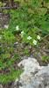 Photo of Genus=Cornus&Species=canadensis&Common=bunchberry&Cultivar=