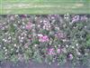 Photo of Genus=Dianthus&Species=spp&Common=&Cultivar=Cherry Picotee