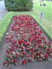 Photo of Genus=Begonia&Species=tuberosa&Common=&Cultivar=Non-stop Red