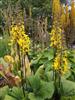 Photo of Genus=ligularia&Species=stenochephala&Common=&Cultivar=