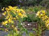 Photo of Genus=ligularia&Species=palmatiloba&Common=sifjaskjoldur&Cultivar=