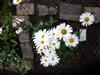 Photo of Genus=Leucanthemum&Species=maximum&Common=prestabra&Cultivar=