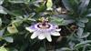 Photo of Genus=Passiflora&Species=caerulea&Common=Pisarblom&Cultivar=