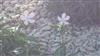 Photo of Genus=Saponaria&Species=officinalis&Common=&Cultivar=