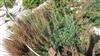 Photo of Genus=Artemisia&Species=arborescens&Common=armoise arborescens&Cultivar=