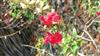 Photo of Genus=Salvia&Species=microphylla&Common=sauge a petites feulles&Cultivar=