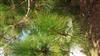 Photo of Genus=Pinus&Species=roxberghii&Common=&Cultivar=